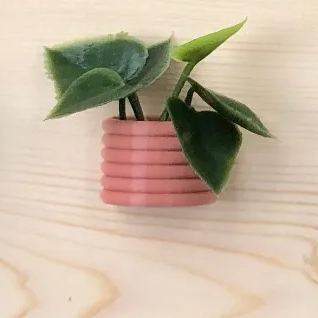🌾Mini Succulent Fridge Magnet 