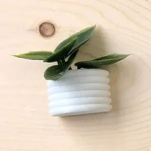 🌾Mini Succulent Fridge Magnet 