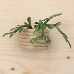 🌾Mini Succulent Fridge Magnet 