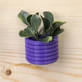 🌾Mini Succulent Fridge Magnet 