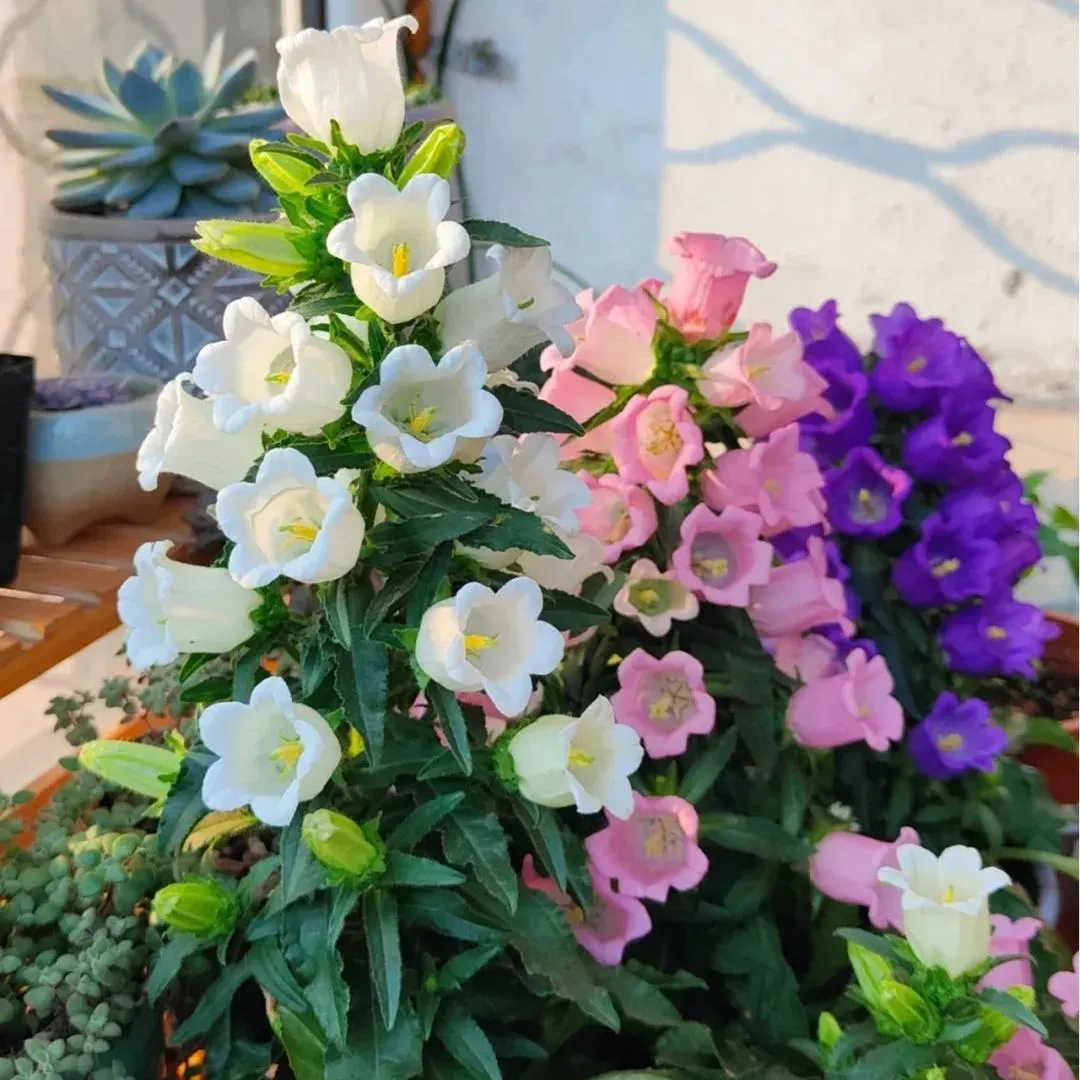 Campanula Seeds, Potted Campanula Seeds, Flower Seeds