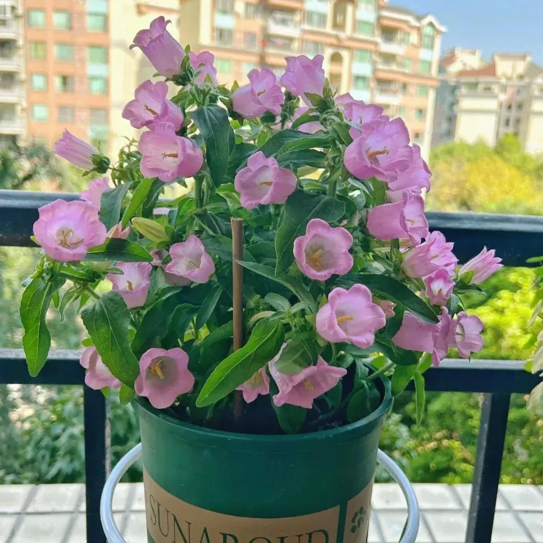 Campanula Seeds, Potted Campanula Seeds, Flower Seeds