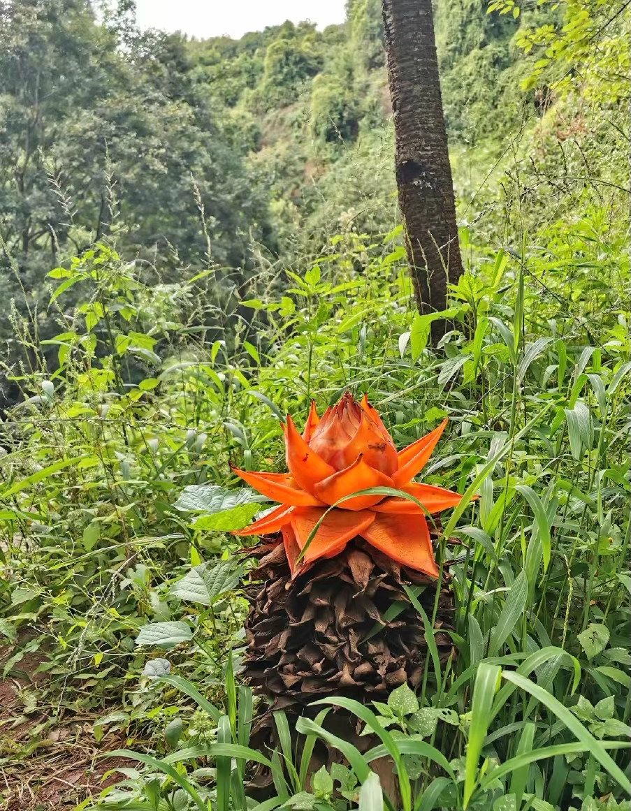 Red Lotus Banana Seeds - Musella lasiocarpa 🌺