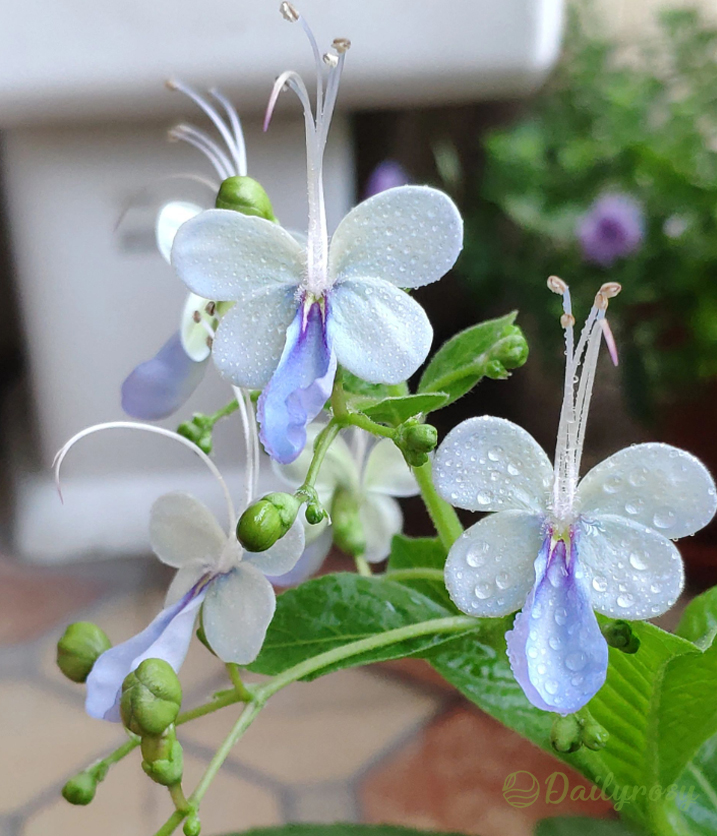 🦋Blue Butterfly Flower Seeds🌿Four seasons flower
