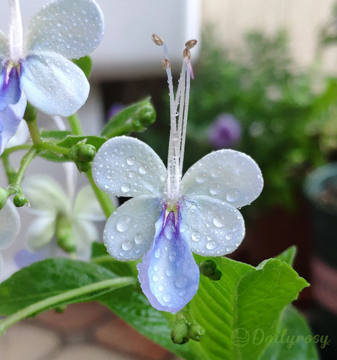 🦋Blue Butterfly Flower Seeds🌿Four seasons flower