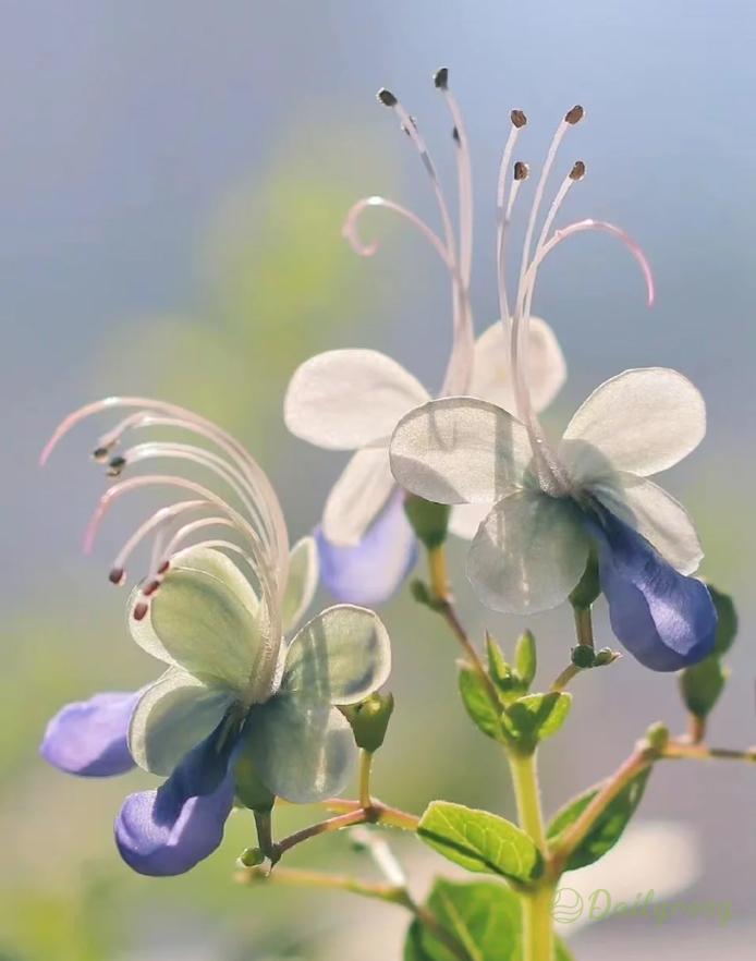 🦋Blue Butterfly Flower Seeds🌿Four seasons flower