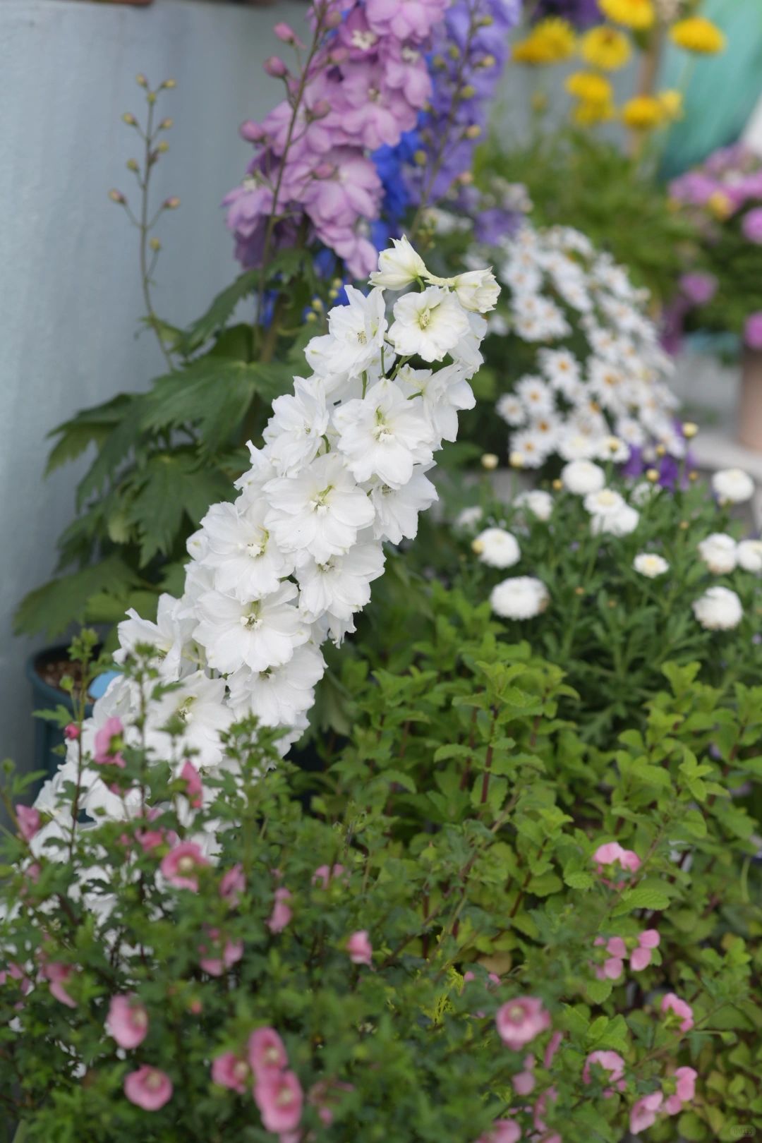 Delphinium Seeds-Mixed Color