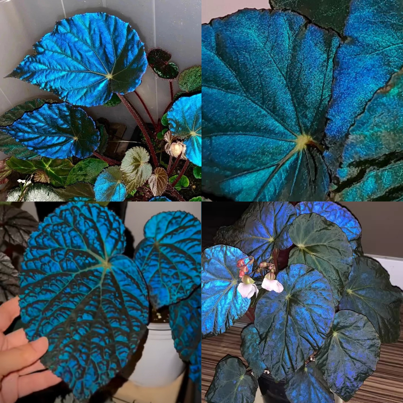 Peacock Begonia - Blue Aurora