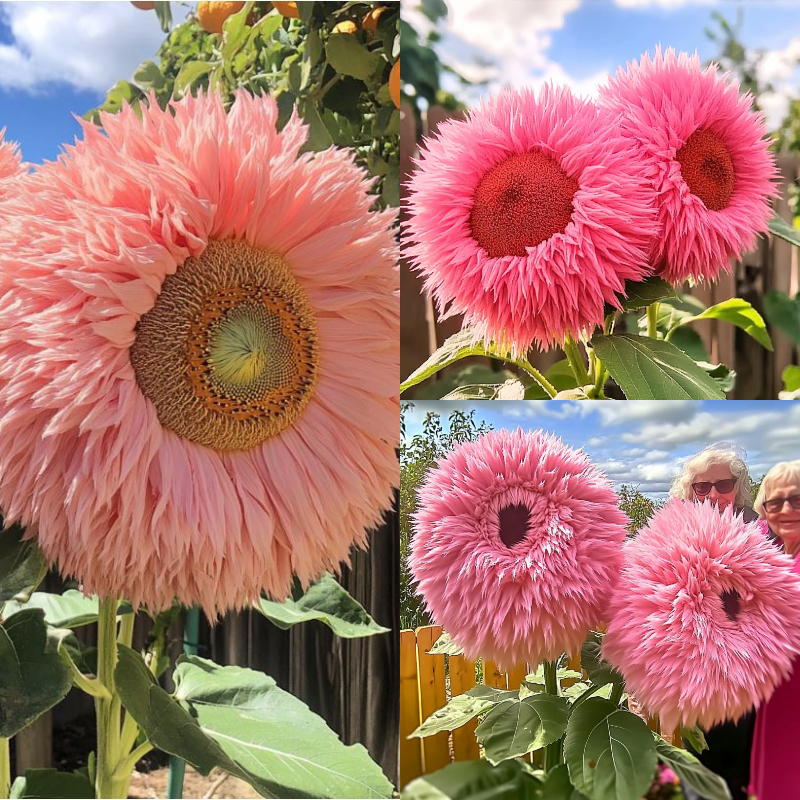 🌻Pink Giant Teddy Bear Sunflower: A Blossoming Delight🌸 