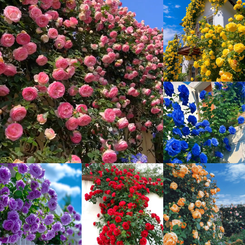 【 Repeat Blooming】🌹Climbing Rose Seeds - Luck Rises