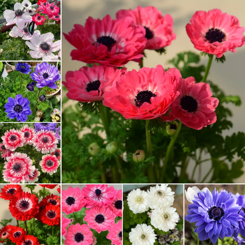🌸 Double Anemone Seeds — Add Resilient Elegance to Your Garden!