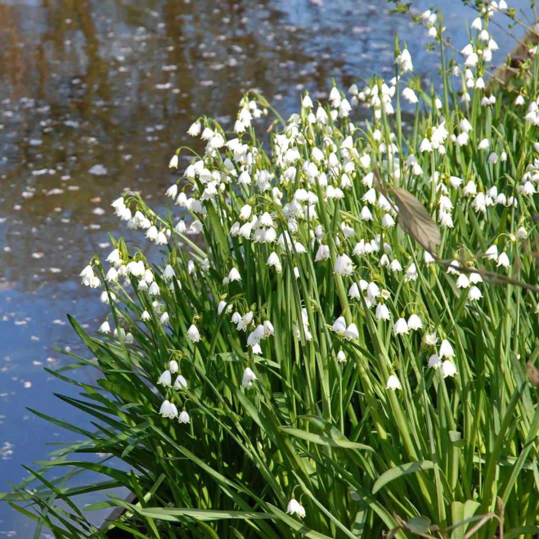 Snowdrop Haven🌼PureBeauty, Fresh Starts