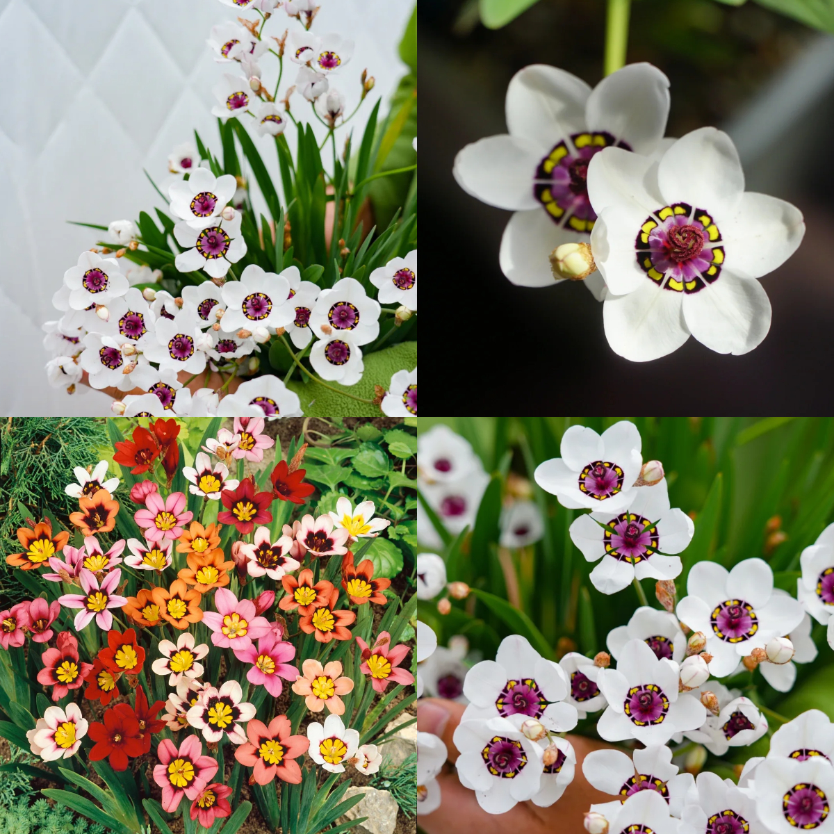 Enchant Your Garden with Geissorhiza Radians – The Stunning Tricolor Wandflower Bulb Collection
