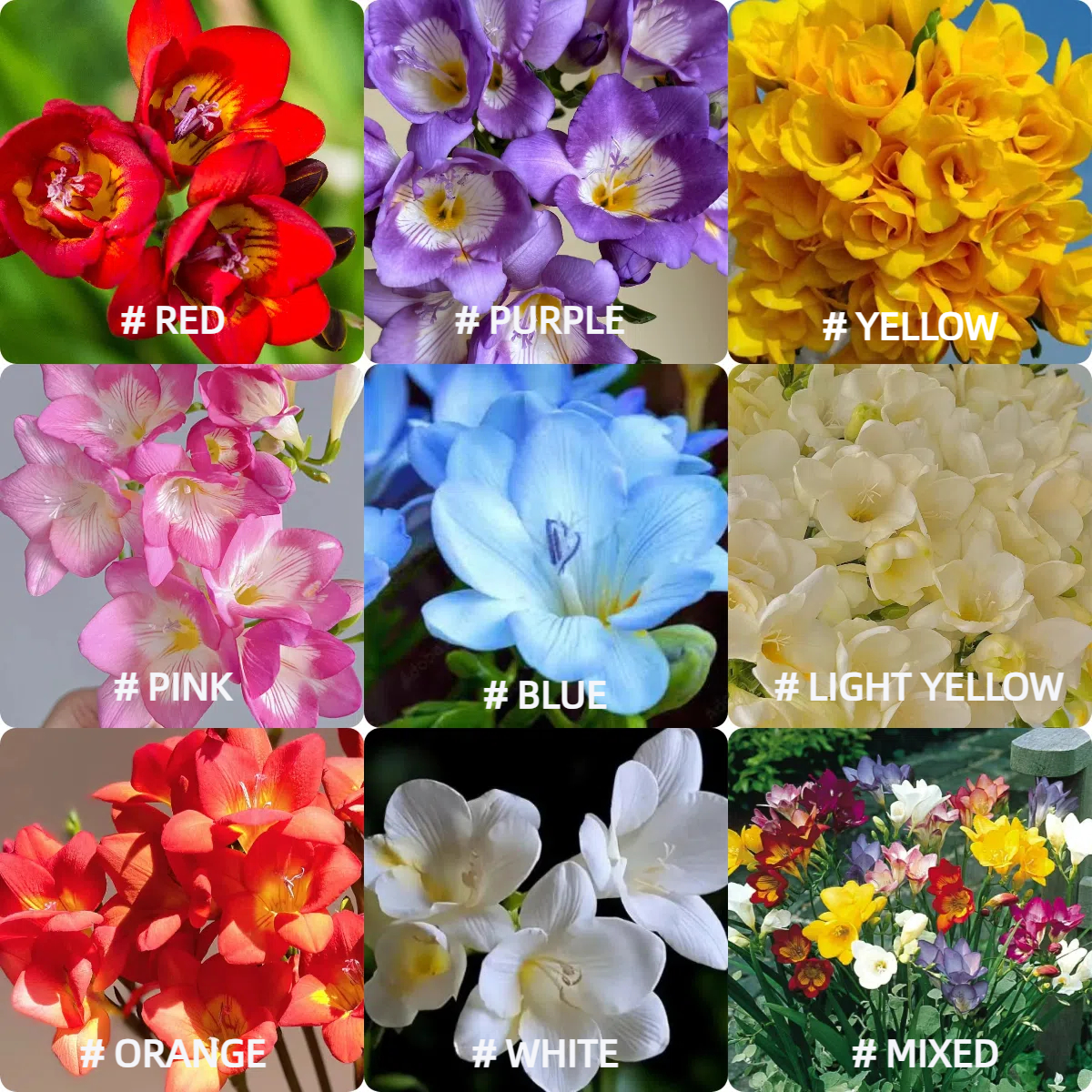 Freesia Bulbs-A Burst of Color & Fragrance! 🌸