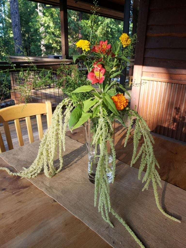 Amaranth Seeds - Emerald Tassels