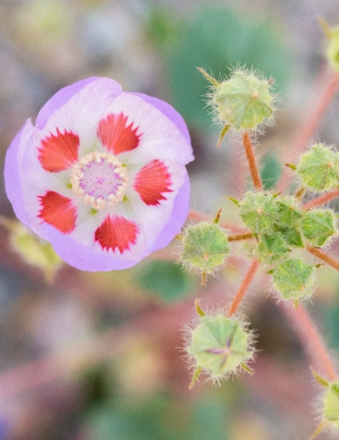 🌵Eremalche Rotundifolia Seeds🌸