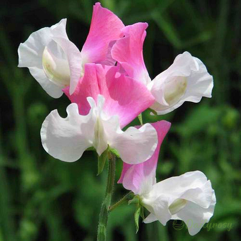 💐Multi Color Sweet Pea Flower Seeds