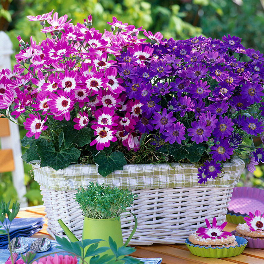 Cineraria Mix Flower Seeds