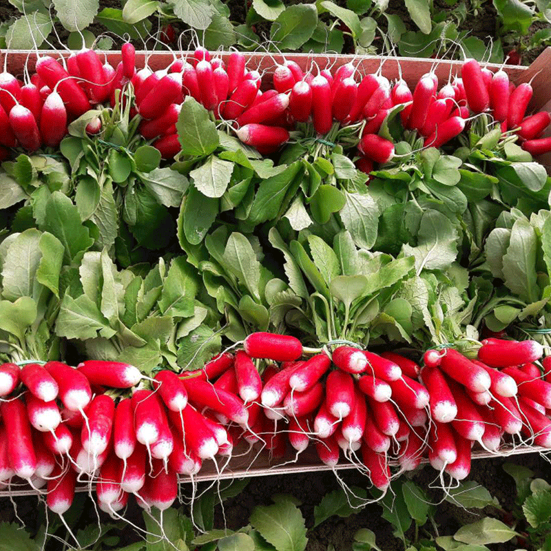 Thumb Fruit Radish Seeds