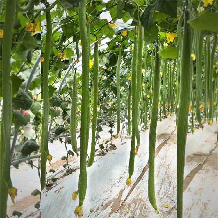 Super Long Loofahs👑