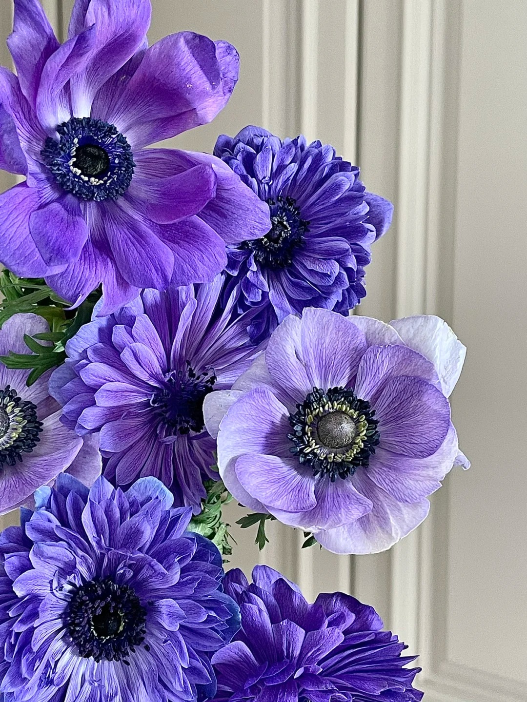 🌸 Double Anemone Seeds — Add Resilient Elegance to Your Garden!