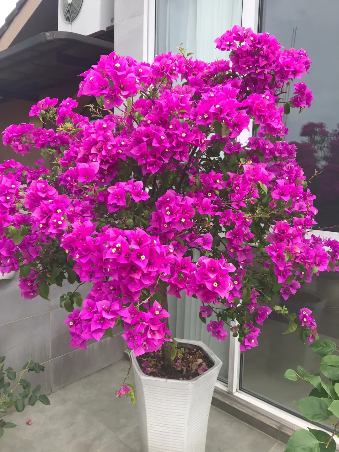 🪴💐Gartenpracht: Bunte Bougainvillea-Samen🌿