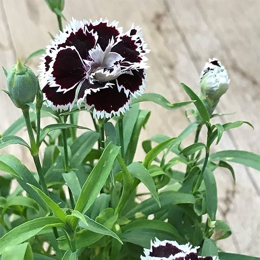 Black and White Minstrels Dianthus