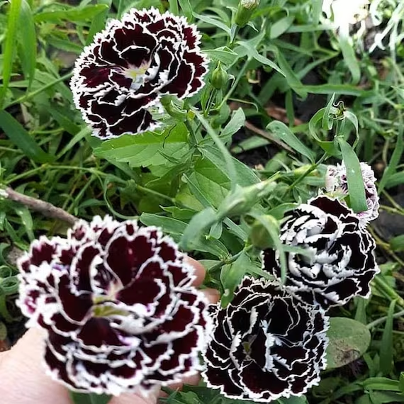 Black and White Minstrels Dianthus