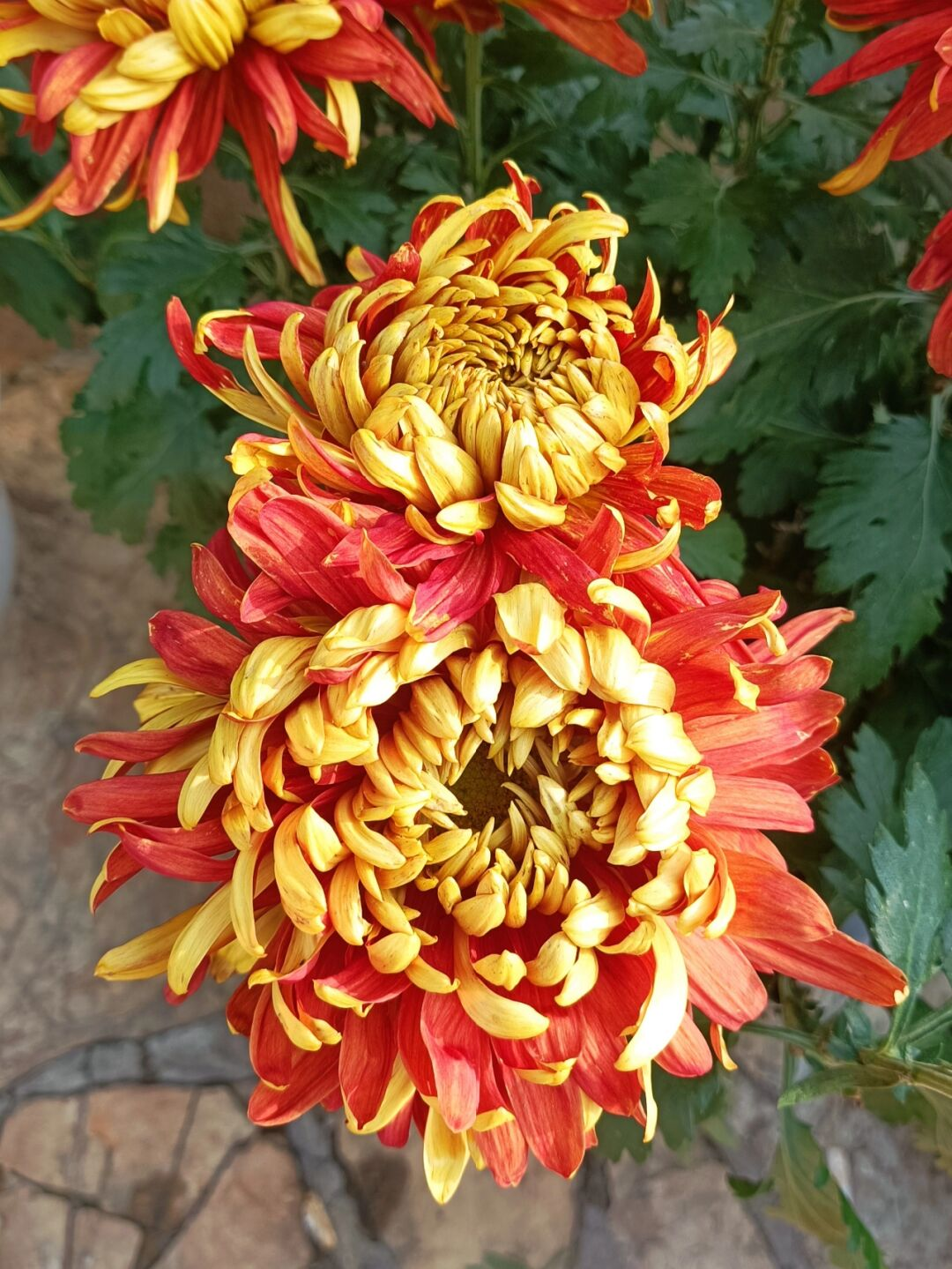 Golden-Backed Scarlet Chrysanthemum