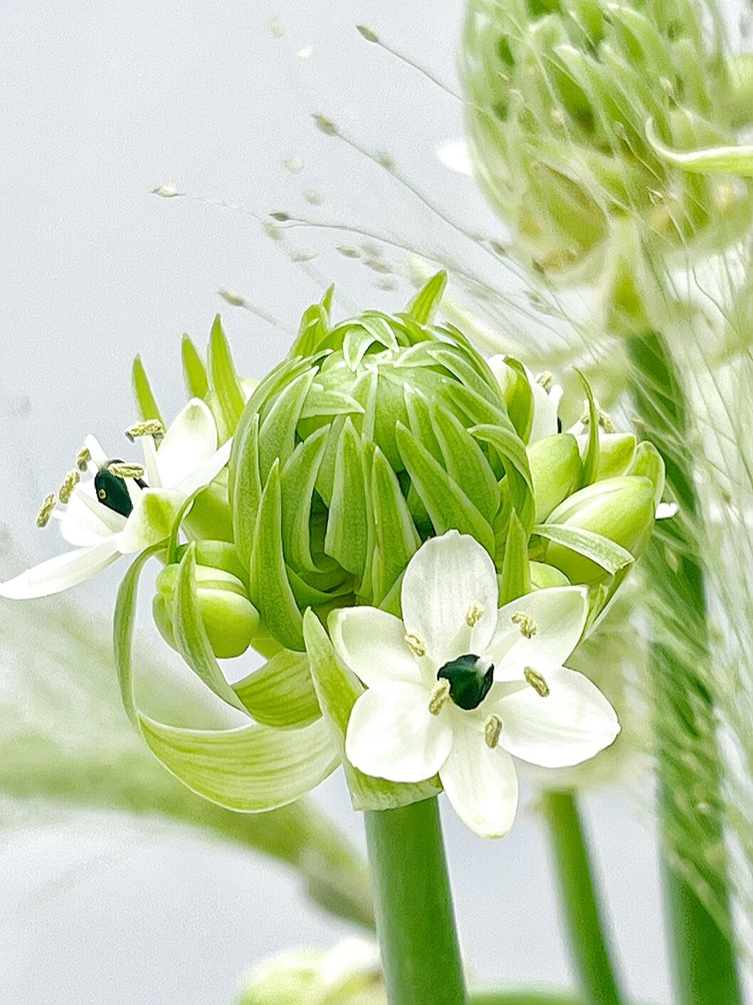 Star of Bethlehem
