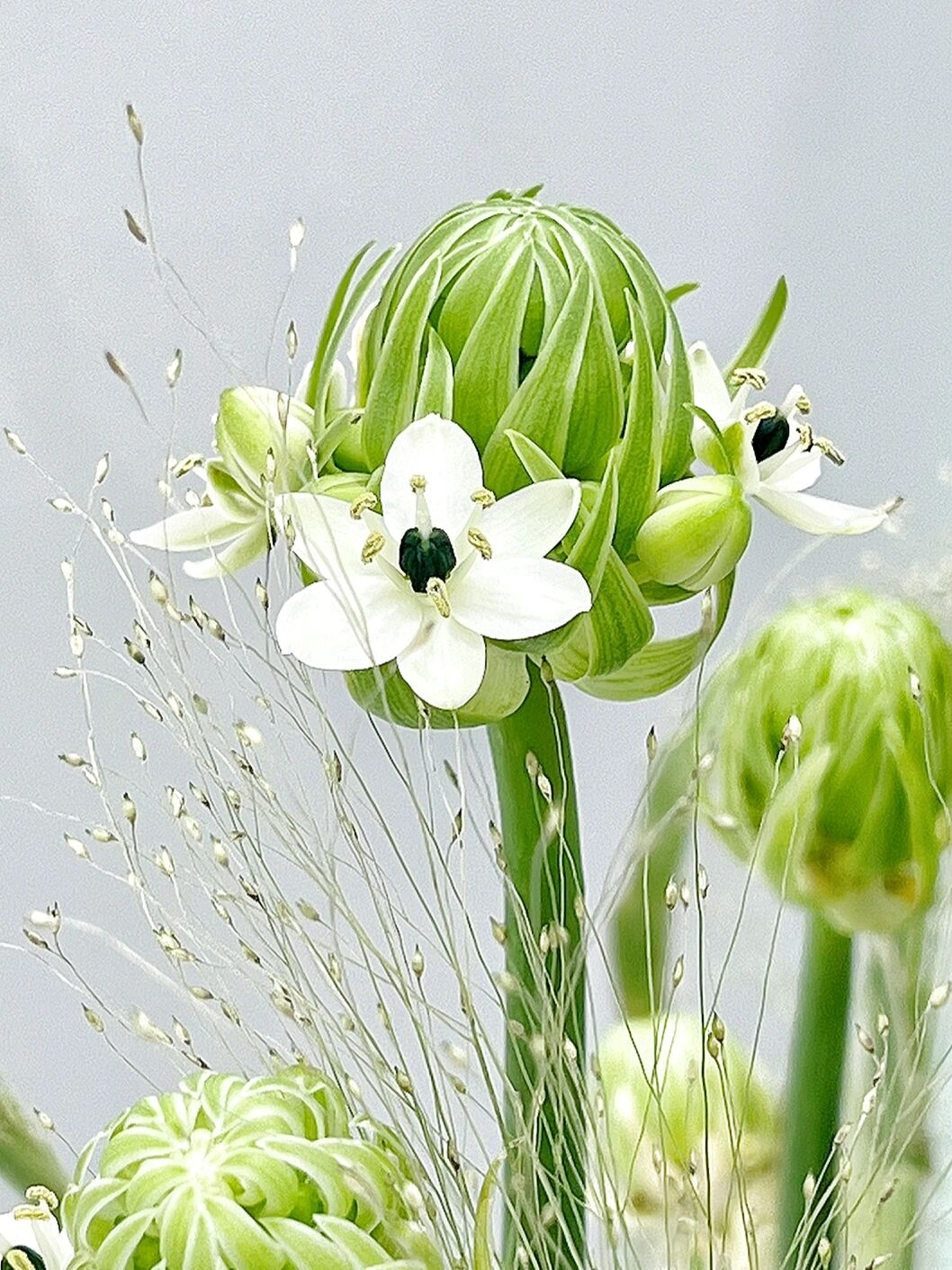 Star of Bethlehem