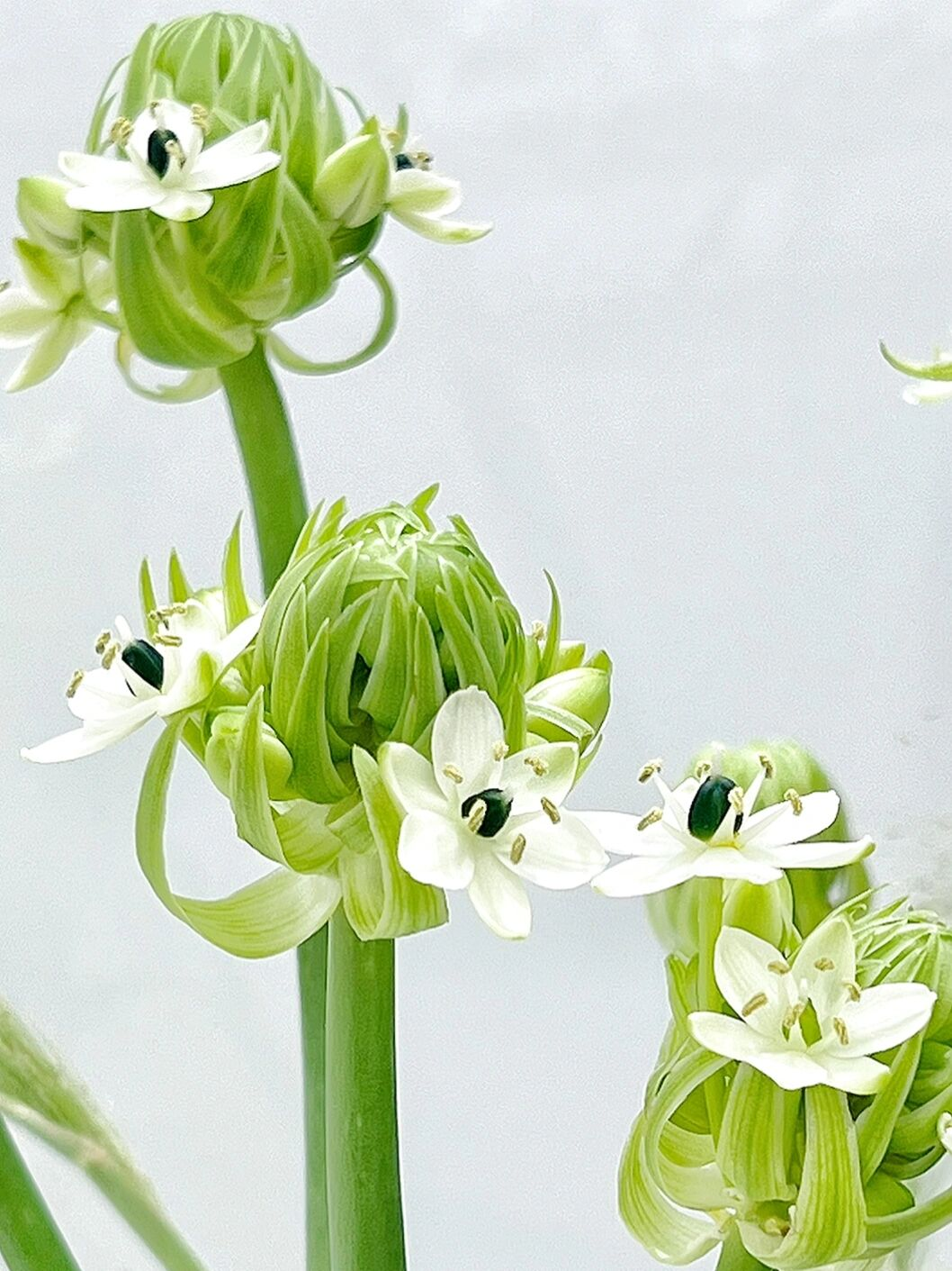 Star of Bethlehem