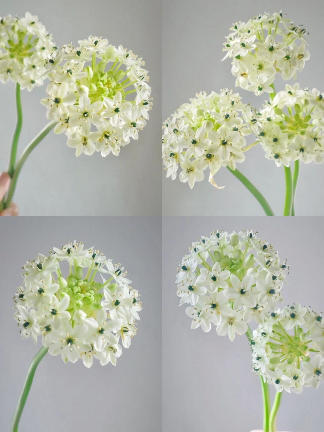 Star of Bethlehem