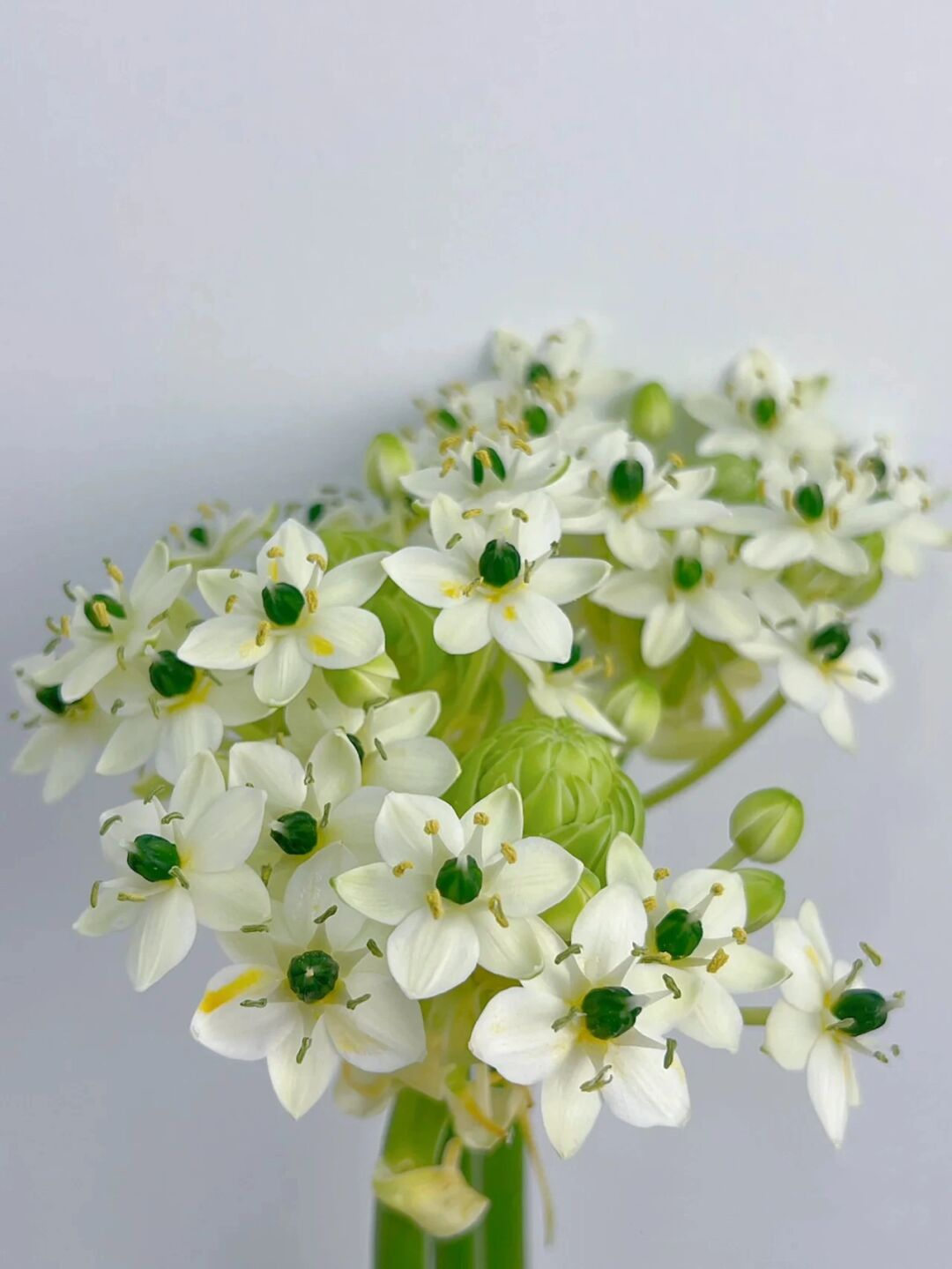 Star of Bethlehem