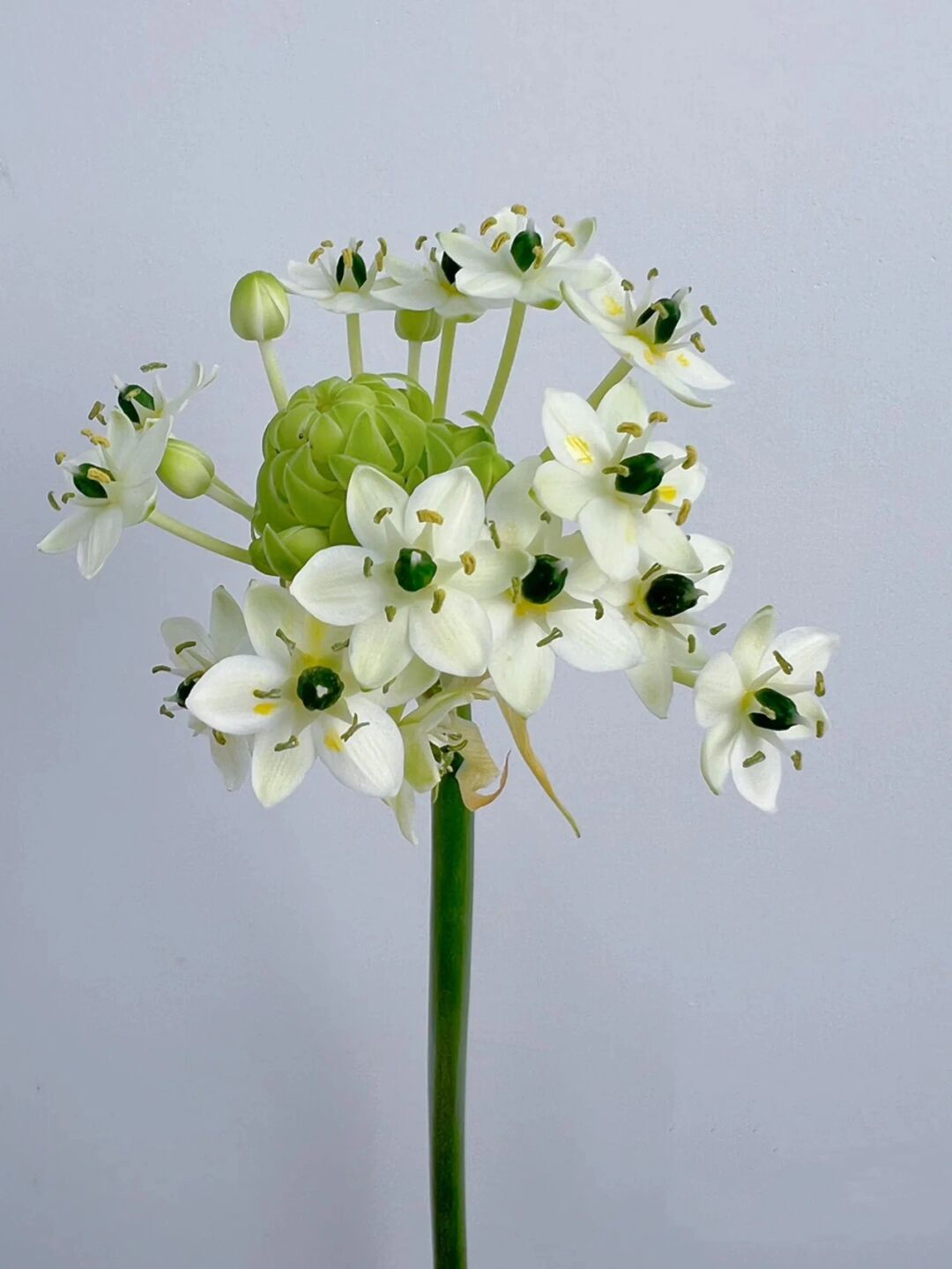 Star of Bethlehem
