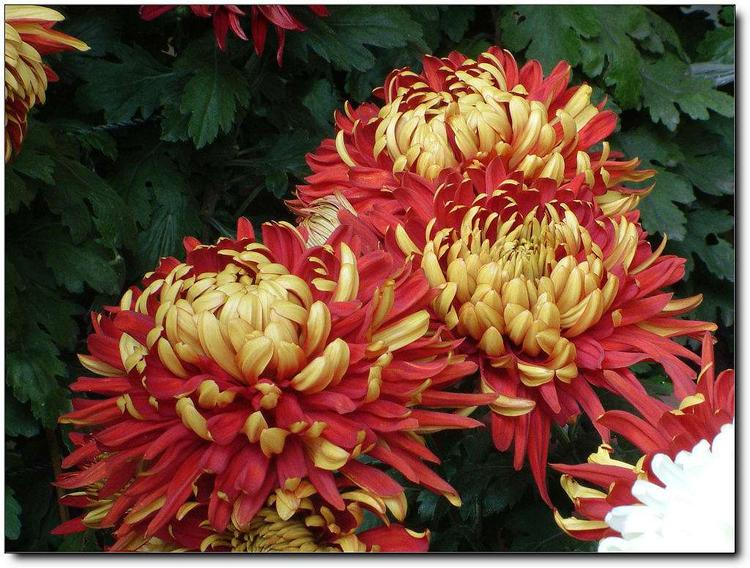 Golden-Backed Scarlet Chrysanthemum