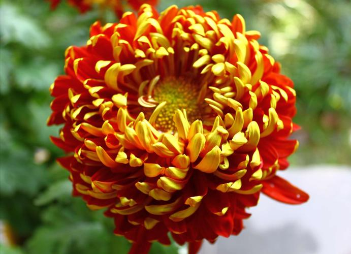 Golden-Backed Scarlet Chrysanthemum