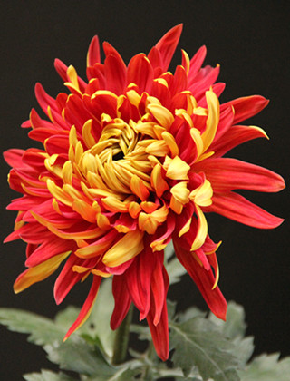 Golden-Backed Scarlet Chrysanthemum