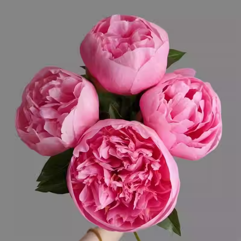 Colorful Peony Flower-Over 5 Colors.