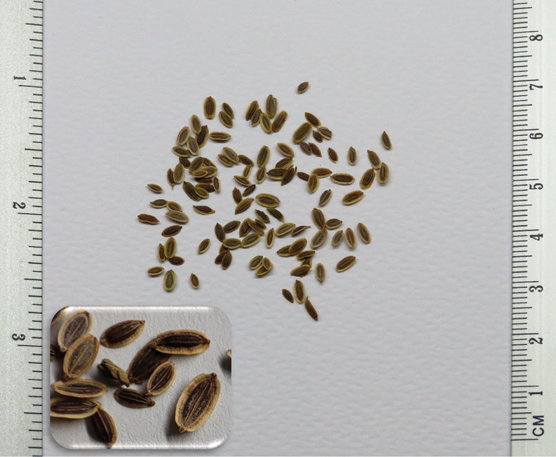 Red, Yellow, and White Variegated Rose Seeds