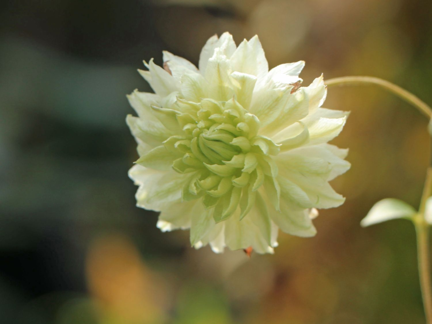 Manju Clematis