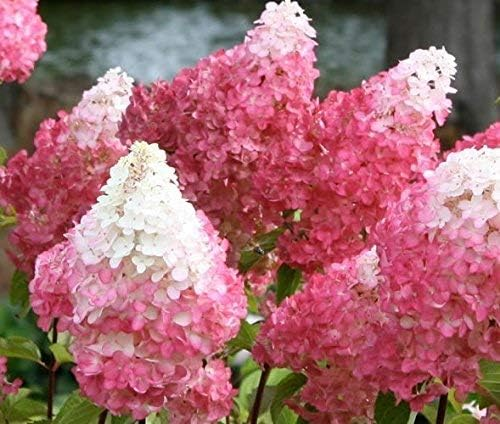 Strawberry Sundae Hydrangea