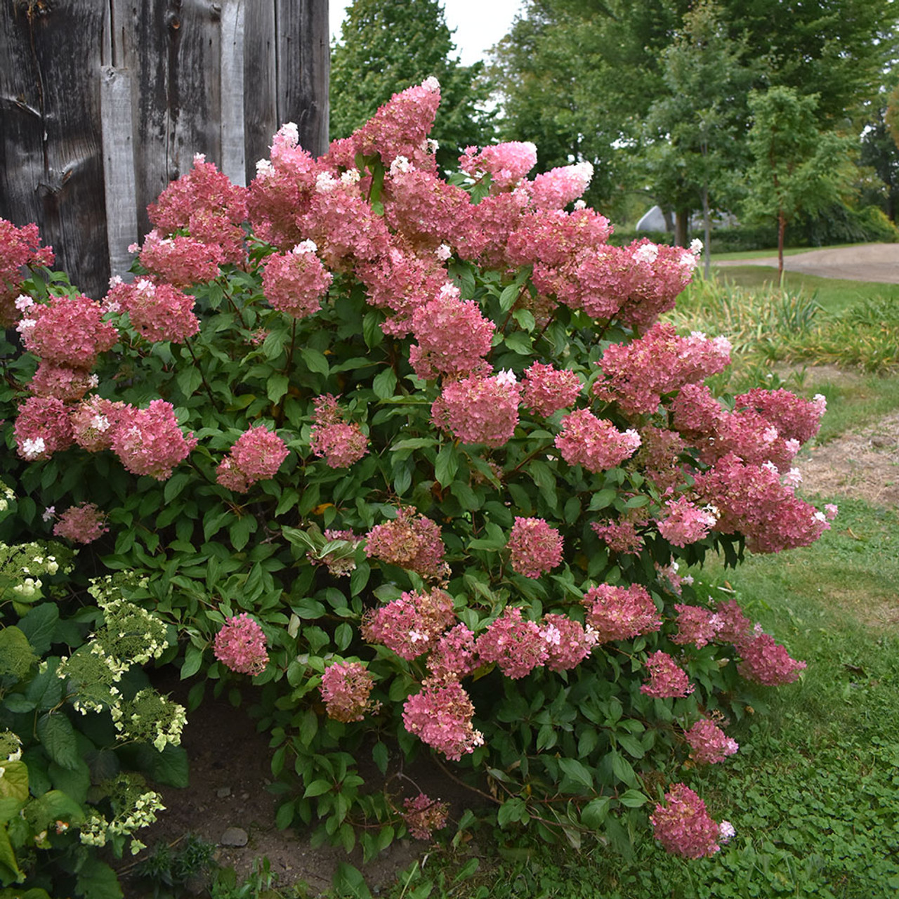 Strawberry Sundae Hydrangea