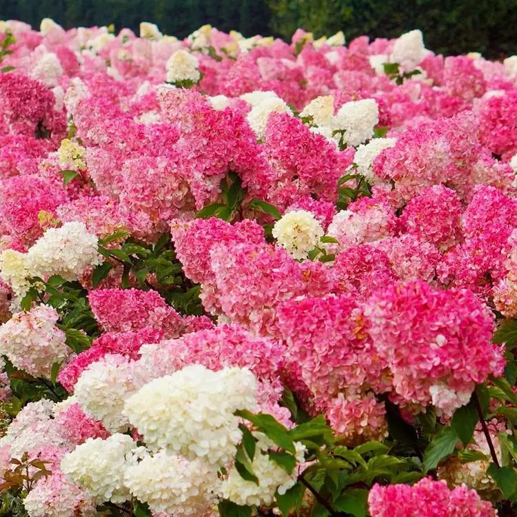 50/100Pcs Hydrangea Flowers Seeds Mixed Color Plants Home Garden Flowe