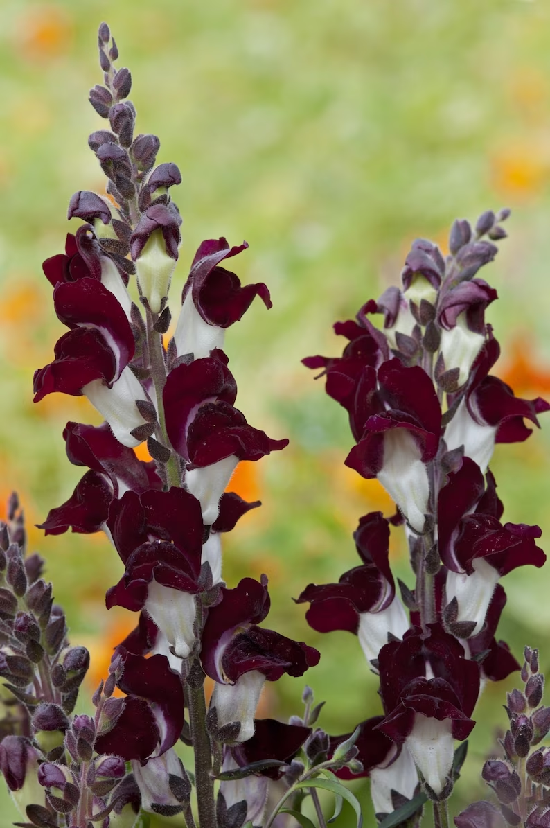 black snapdragon-'Black Prince'