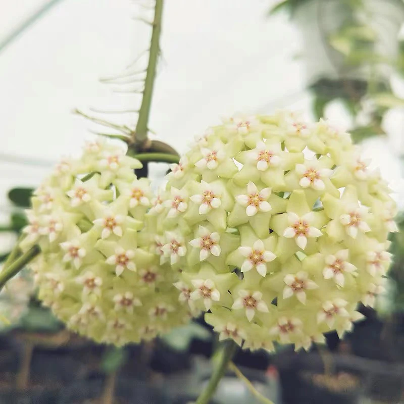 Hoya Carnosa Mixed Color Seeds- Over 5 Colors