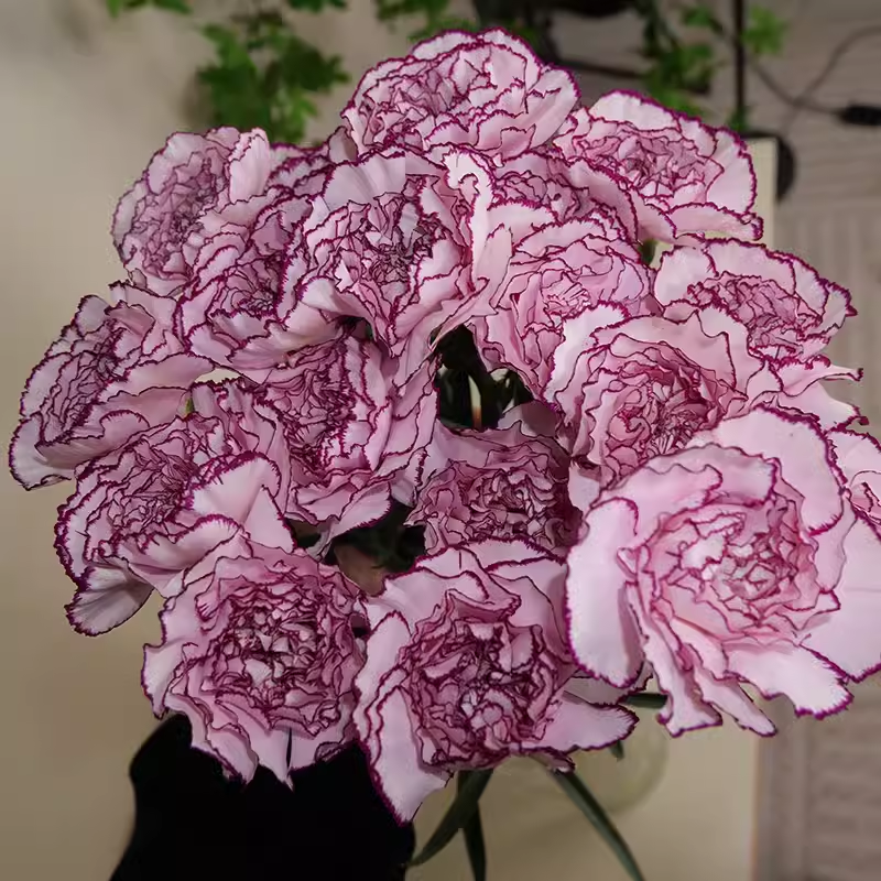 Carnation Chabaud Mix 10 Colors Dianthus Seeds