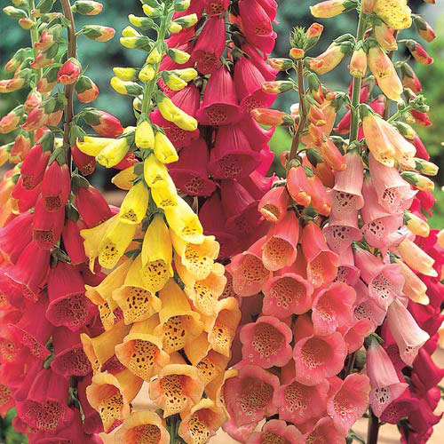 Foxglove Flower Seeds