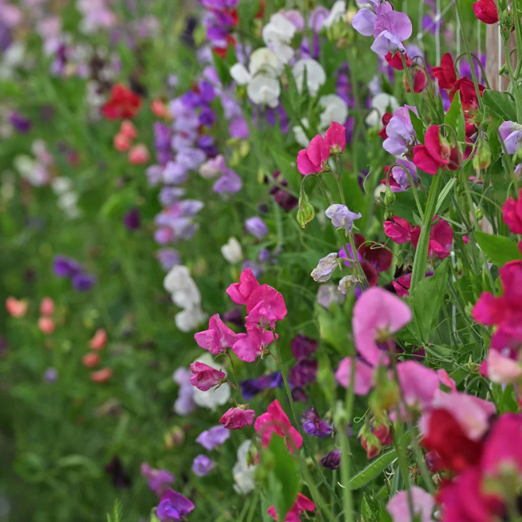 Sweet Pea 'Sweet Dreams' Mixed Colors