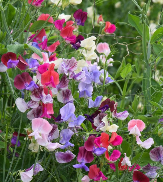 Sweet Pea 'Sweet Dreams' - Mixed Colors